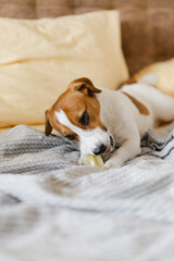 Fototapeta premium A cute Jack Russell Terrier dog lying on the sofa at home and eating a cheese stick. Dog living his best life