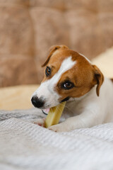 Obraz premium A cute Jack Russell Terrier dog lying on the sofa at home and eating a cheese stick. Dog living his best life