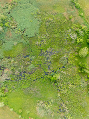Aerial view of wetland. Marsh ecosystem with biodiversity. Beautiful background pattern.