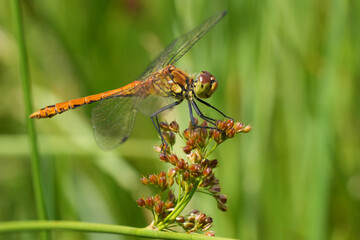 Full body closeup on a young male Ruddy darter, SYmpetrum sangiuneum against a green background