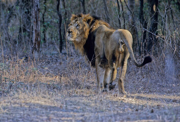 Asiatic lion