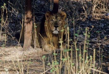 Asiatic lion