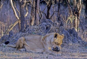 Asiatic lion
