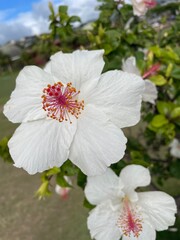 white hibiscus in hawaii