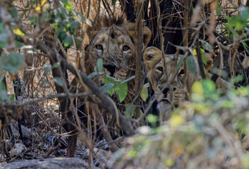 Asiatic lion