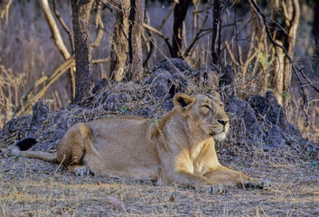 Asiatic lion