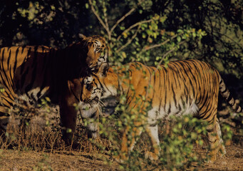 Bengal tiger