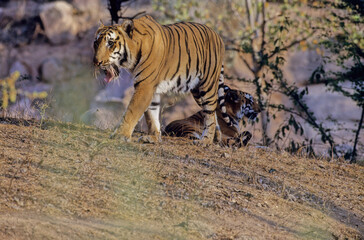 Bengal tiger