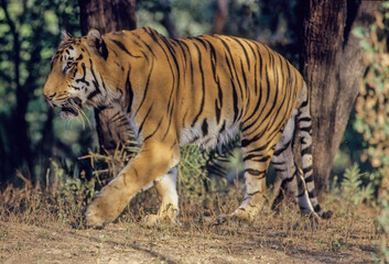 Bengal tiger