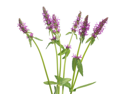 Purple flowers of hedgenettle isolated on white, summer wild flowers, Stachys officinalis