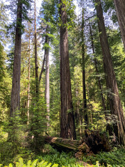 Fototapeta premium Redwood trees 