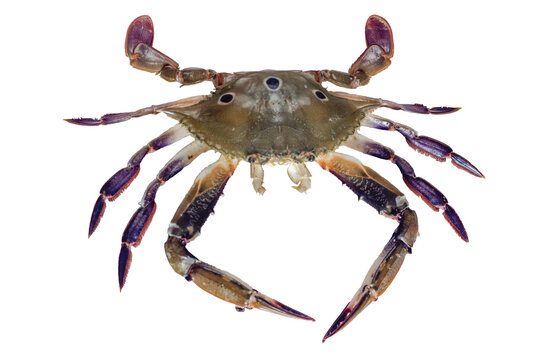 The three-spot swimming crab