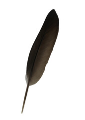 Black feather isolated on transparent background (PNG File)