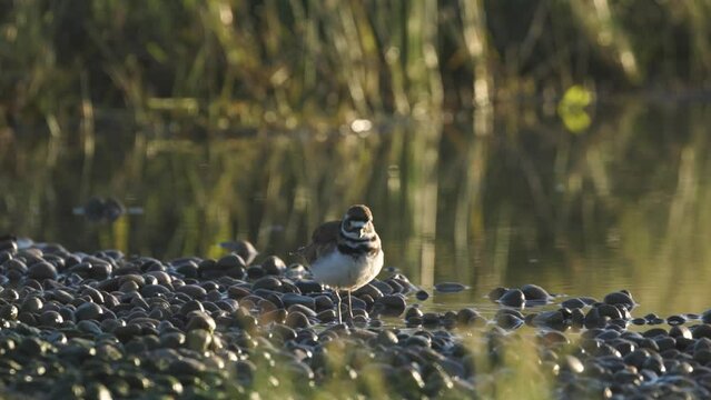 A Killdeer forages in the shallow water along a pebbled beach with early morning light and faint tendrils of drifting mist behind it at the Cutler Marina in Logan, Utah, USA.