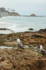 seagull on the beach