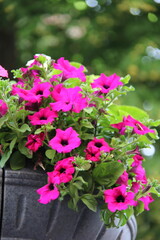 Flores de Petunia rosa num vaso pendurado