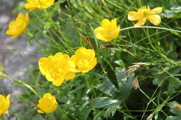 RANUNCULUS REPENS, flor amarela conhecida como Botão de Ouro