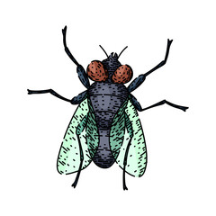 house fly hand drawn. vintage isolated, black nature, collection set house fly vector sketch. isolated color illustration