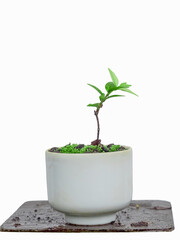 Small Wrightia religiosa Benth, in a ceramic pot on a white background.