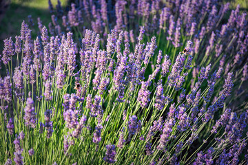 Obraz premium Sunny summer purple lavender field 