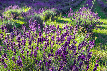 Obraz premium Sunny summer purple lavender field 
