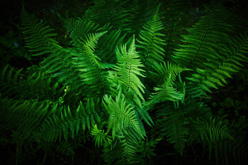 Lush Green Ferns. An abundant growth of vibrant green ferns