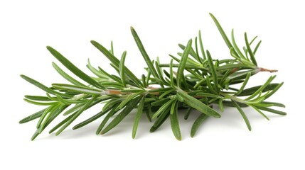 Fototapeta premium Rosemary sprig against a white background in a high quality image