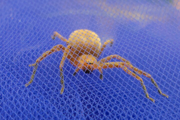 Olios argelasius (Huntsman Spider) inside blue netting
