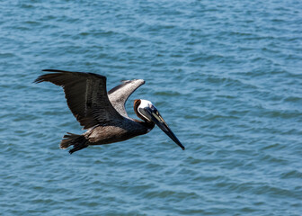 pelicans flying by the sea