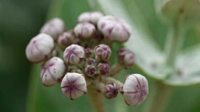 Crown Flower Unopened Buds Macro Shot in Natural Background.
