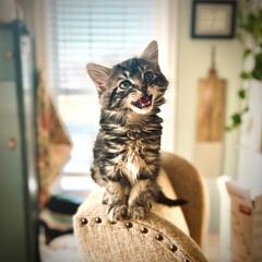 Kitten meowing © AVELON ART