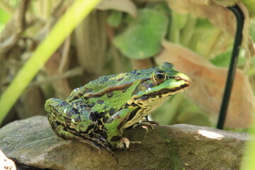 Kleiner Teichfrosch