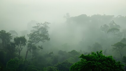 Jungle wilderness tropical forest 