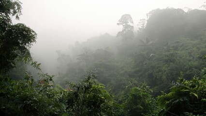 Obraz premium Jungle wilderness tropical forest 