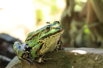 Teichfrosch mit Fliege auf dem Kopf