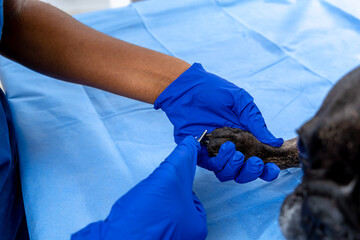 Veterinarian working on dogs hygiene in a veterinary clinic