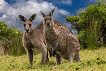 Male and female Eastern Grey Kangaroo's