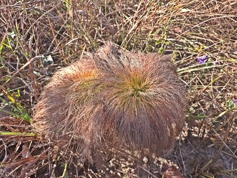 BULBOSTYLIS PARADOXA, INDIAN-HAIRED