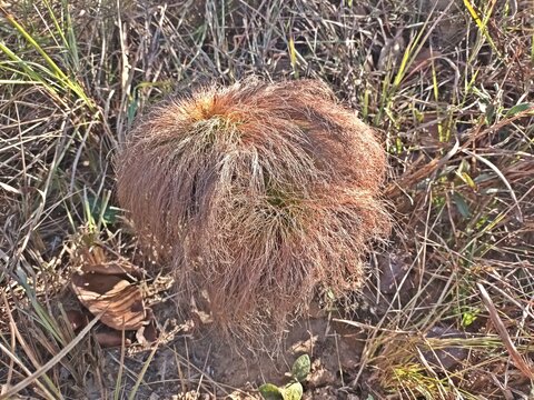 BULBOSTYLIS PARADOXA, INDIAN-HAIRED