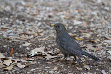 Female Eurasian Blackbird in Italian City Park