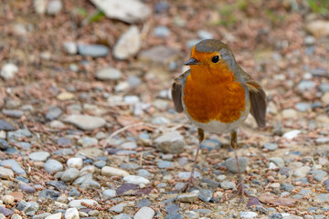 Perky Eurasian Robin on Gravel Path