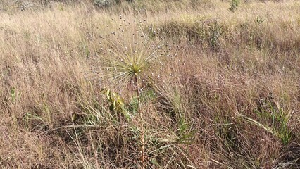 Palaepalanthus, flower of the Brazilian Cerrado Biome