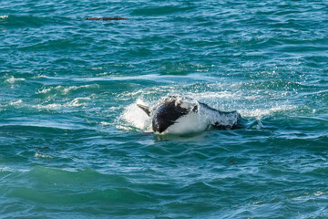 Fototapeta premium Killer Whale, Orca, hunting a sea lion pup, Peninsula Valdes, Patagonia Argentina