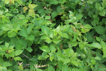 green leaves background