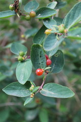 Fototapeta premium berries on a branch
