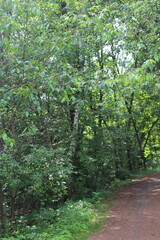 footpath in the forest