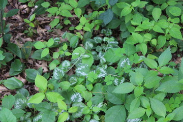 green leaves in the garden