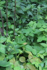 green leaves in the garden
