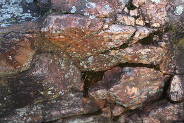 frog on the stone