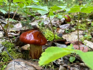 Little Guy Under Foliage 